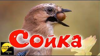 Птица Сойка Интересные факты, Garrulus glandarius, Jay