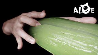 Amazing Hand & Satisfying Aloe Vera Sounds ASMR