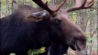 Watch man's close encounter with bull moose in Maine before it charges at him