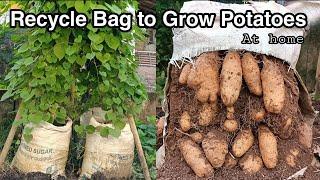 How to Grow Potatoes at Home / Recycle Bag to Grow Potatoes