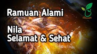 Ramuan Herbal Air Kolam dan Bibis Pakan Ikan Sehat plus Tips Nila Mati Tiap Hari Setelah Tebar