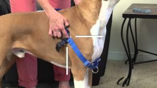 How to Fit and Use the PetSafe® Easy Walk® Harness