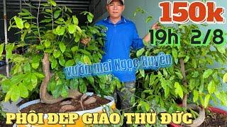 2/8  Săn mai phôi rẻ Long An từ 150k giảo Thủ Đức ở vườn mai vàng Ngọc Huyên