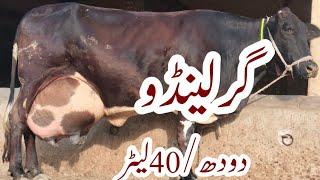 گرلینڈو chulstni friesian cross cow for sale on YouTube in Pakistan  17 February 2023