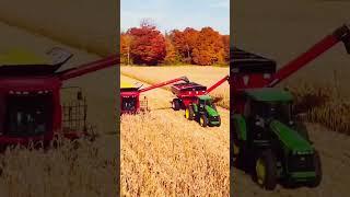 Corn Cutting by Case Ih Combine #shorts #short #grow #viral #tractor #johndeere #caseih