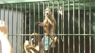 Funny monkeys eating peanuts /Dakar zoo/ Senegal