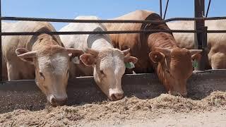 Intensive System Beef Cattle Farming in Israel