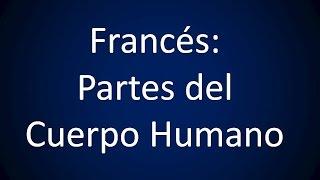 Francés - Lección 16 - Partes del Cuerpo Humano