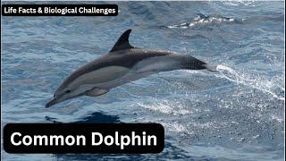 Uncovering the Secrets of the Common Dolphin | Life Facts & Biological Challenges