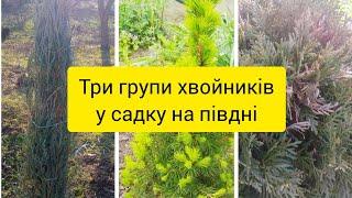 Як почувають себе хвойні рослини на півдні України