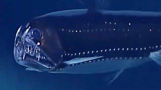 3 Freaky Deep Ocean Creatures Caught on Camera by ROVs