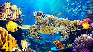 Ocean 4K - Sea Animals for Relaxation, Beautiful Coral Reef Fish in Aquarium(4K Video Ultra HD) #140