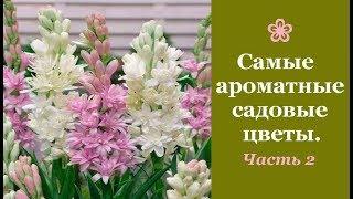  Самые ароматные садовые цветы. Часть 2