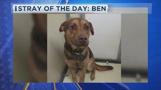 Stray of the Day: Ben