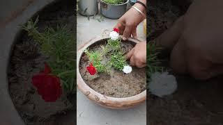 #grow from cuttings #portulaca #plant #colorful #flowers #beautiful #less care