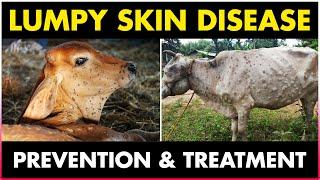 Lumpy skin Disease Symptoms, treatment and Prevention Methods in Cows/Cattles
