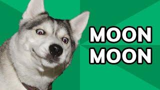 Moon Moon the Derpiest Doggo on the Internet | Meme History