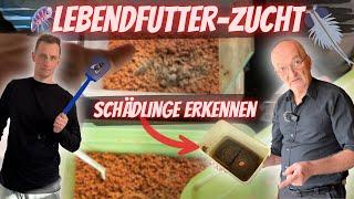 Wie erkennt man Schädlingsbefall in Lebendfutter -Zuchtansätzen | Fred Rosenau