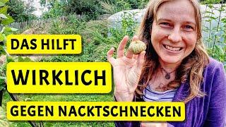 Mein Tip: Nacktschnecken loswerden - für immer!