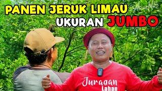 JERUK SAMBAL ALIAS JERUK LIMAU GAMPANG JUALNYA || " BUAHNYA JUMBO "