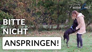 Hunde, die einen anspringen: Warum sie es tun und wie man es ihnen freundlich abgewöhnen kann