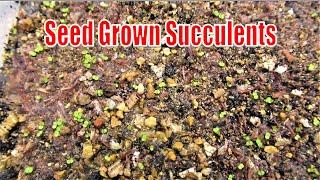 I've Grown Succulents Seeds of Lavender Pebbles, Echeveria Romeo & Ebony