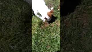 Jack Russel kills snake