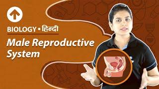 Male Reproductive System | Hindi | Biology