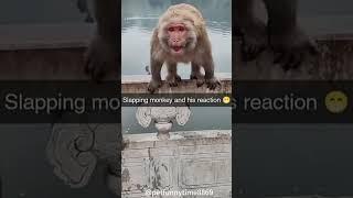 Funny monkey videos #funny #funnymonkey #funnyanimals