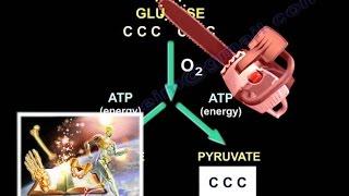 Lactic Acid & Base Deficit In Trauma Patients - Everything You Need To Know - Dr. Nabil Ebraheim