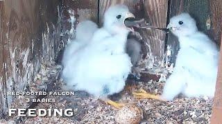 #25Red-footed Falcon Nest／LIVE Red-footed Falcon Nest Cam #2 (Polgár, Hungary)