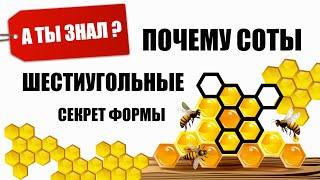 Почему Пчелы строят Именно ШЕСТИУГОЛЬНЫЕ СОТЫ