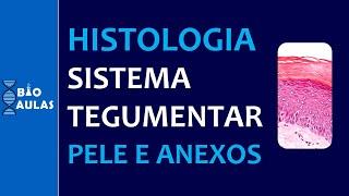 Histologia da Pele: Epiderme e Derme - Sistema Tegumentar (Histologia Humana) - Bio Aulas