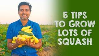 5 Tips to Grow LOTS of SQUASH