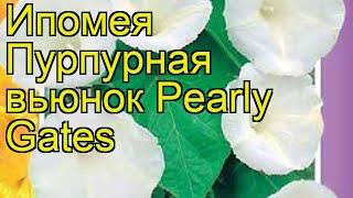 Ипомея пурпурная вьюнок Перли гейтс. Краткий обзор, описание ipomoea purpurea Pearly Gates