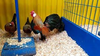 Fancy Chicken Farming In America| Fancy chicken Breed Rosecomb & It's All Available Colour Mutation