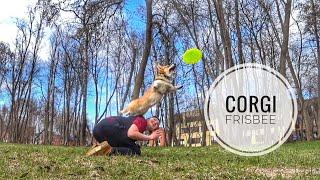 DOG- FRISBEE | VARYA THE CORGI | CORGI FRISBEE | #corgifrisbee #dogfrisbee