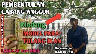 SEREMPAK & RINDANG !!! Pembentukan Cabang Anggur Model Para Para #anggur #anggurimport #anggurhijau