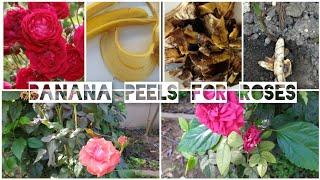 banana peels for fertilising rose plants