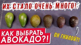 Как выбрать авокадо | ПОЛНЫЙ ТЕСТ | Сорта авокадо