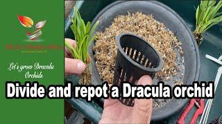 How to Divide & Repot a Dracula Citrina Orchid (95) Dracula orchid care.