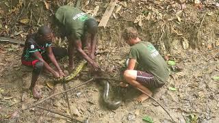 Anaconda in Suriname | SUforYou