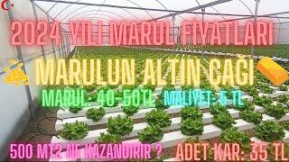 2024 YILI MARUL FİYATLARI, ALTIN ÇAĞ TEK HASATTA 150-200 BİN TL KAR!!!