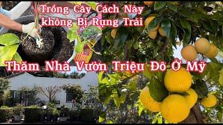 Cách Trồng Cây Ăn Trái Trong Chậu Tốt, Không Bị Rụng Bông, Trái - Thăm Vườn Trái Cây Triệu Đô Ở Mỹ