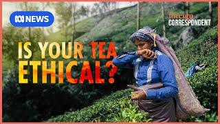 The uncomfortable truth behind your cup of tea | Foreign Correspondent