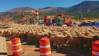 Cedar City Sheep Take Over The Street!