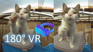 180VR 3D experience: Wizzy, the neighbours cat, gets a treat!