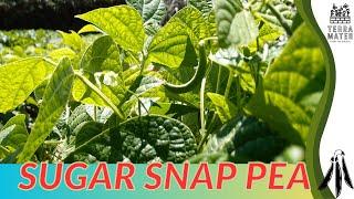 Growing SUGAR SNAP PEA: Quick Tips for (Pisum sativum 'Sugar Snap')