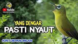 ⭕️ KECIAL KUNING GACOR PANCINGAN AMPUH KECIAL KUNING MACET YANG DENGAR PASTI NYAUT