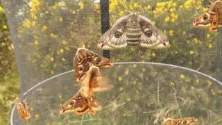 Emperor Moth Saturnia pavonia pheromone attraction